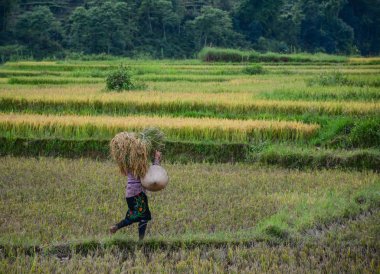 Yaz aylarında pirinç tarlasında çalışan insanlar 