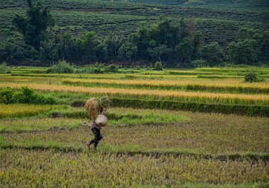 Yaz aylarında pirinç tarlasında çalışan insanlar 
