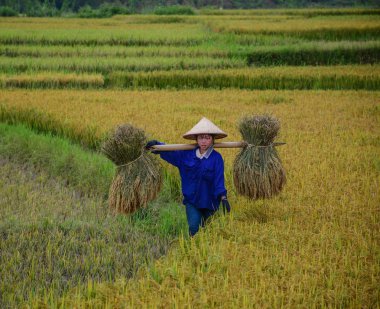 Yaz aylarında pirinç tarlasında çalışan insanlar 