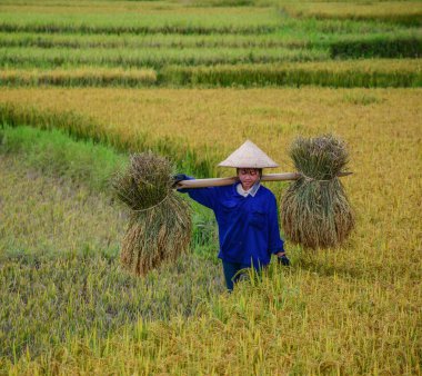 Yaz aylarında pirinç tarlasında çalışan insanlar 
