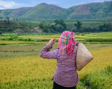 Yaz aylarında pirinç tarlasında çalışan insanlar 