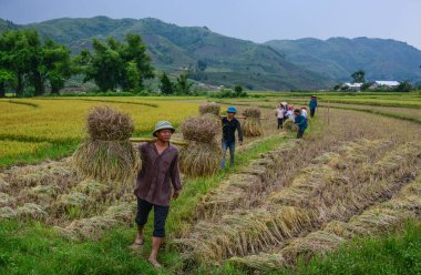 Yaz aylarında pirinç tarlasında çalışan insanlar 