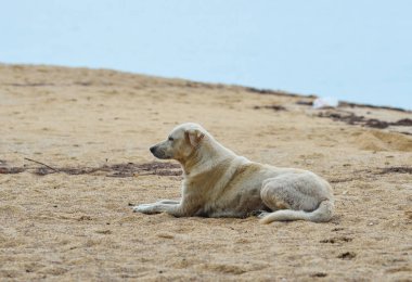 Sahilde oynayan bir köpek 