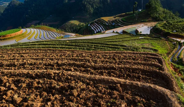 Terraced rice field in Northern Vietnam — Stock Photo, Image