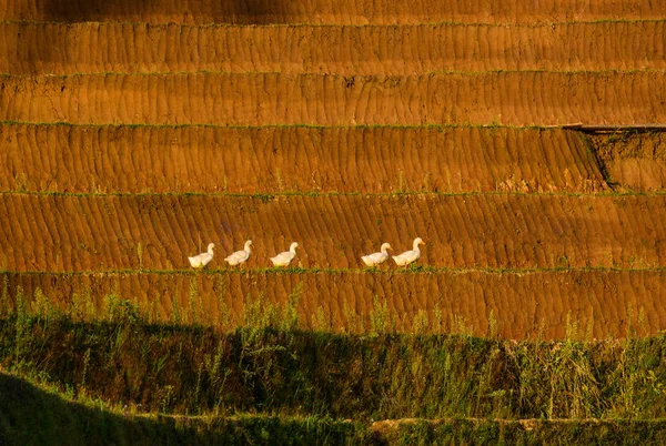 Bebek putih berjalan di sawah — Stok Foto