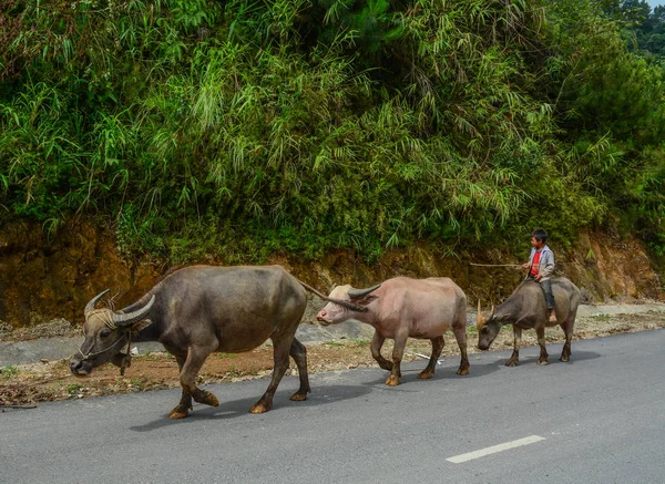 Búfalos caminando por carretera de montaña — Foto de Stock