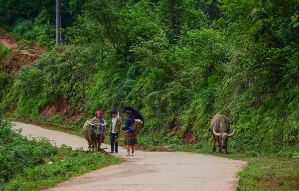 Buffles marchant sur la route de montagne — Photo