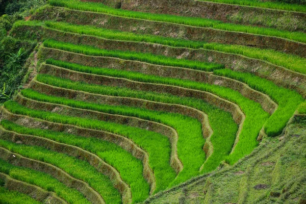 Terrain de riz en terrasses dans le nord du Vietnam — Photo