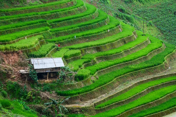 Terasových rýžových polí v Severním Vietnamu — Stock fotografie