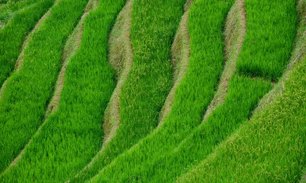 Sawah teras di Vietnam Utara — Stok Foto