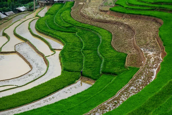 Terrain de riz en terrasses dans le nord du Vietnam — Photo