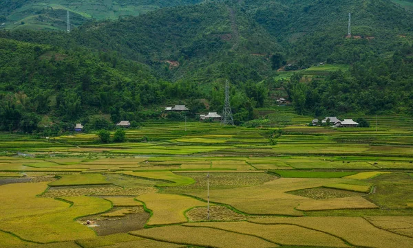 Teraslı pirinç alan Kuzey Vietnam — Stok fotoğraf