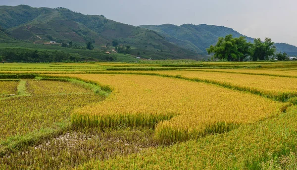 Campo de arroz no norte do Vietname — Fotografia de Stock