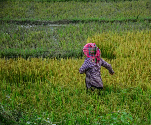 Pessoas que trabalham no campo de arroz no verão — Fotografia de Stock