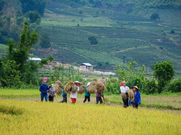 People working on rice field in summer — Stock Photo, Image