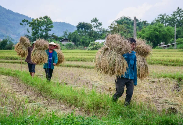 Personas que trabajan en el campo de arroz en verano — Foto de Stock