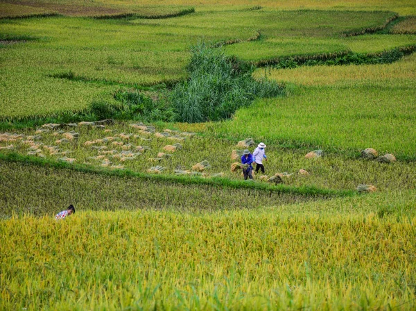 Menschen, die im Sommer auf Reisfeldern arbeiten — Stockfoto