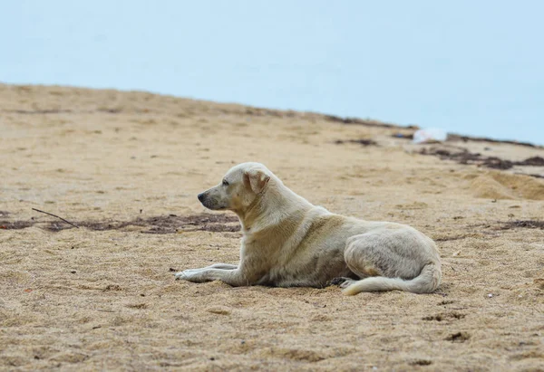 Um cão brincando na praia — Fotografia de Stock