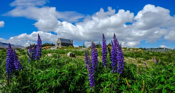 Purple Lupin flower full bloom — Stock Photo, Image