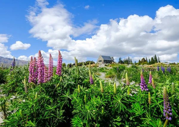 Purple Lupin flower full bloom — Stock Photo, Image