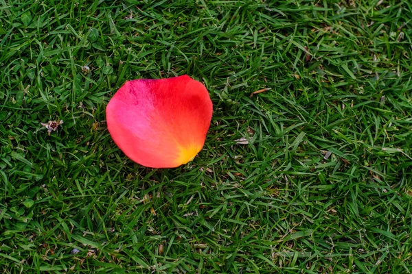 Uma pétala vermelha de rosa na grama — Fotografia de Stock