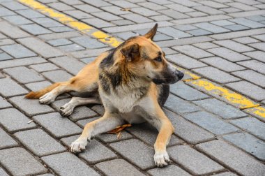 Sokakta yatan tembel bir köpek