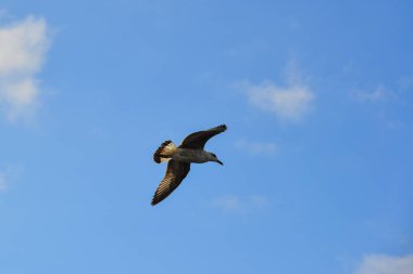 Martılar gökyüzünde uçuyor