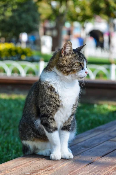 공원에 앉아있는 예쁜 고양이 — 스톡 사진
