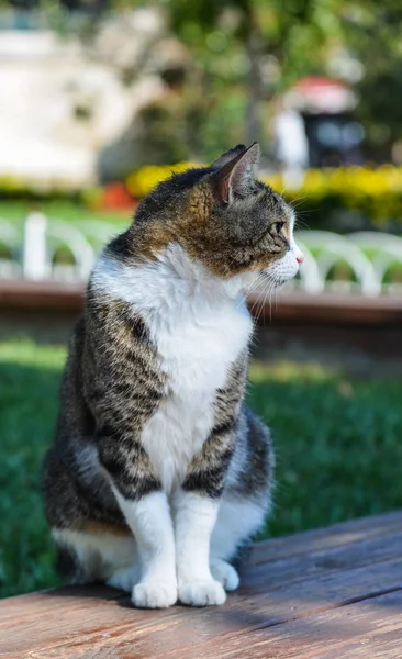 Ładny kot siedzi w parku — Zdjęcie stockowe