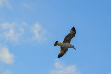 Martılar gökyüzünde uçuyor