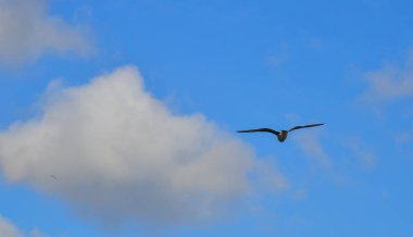 Martılar gökyüzünde uçuyor