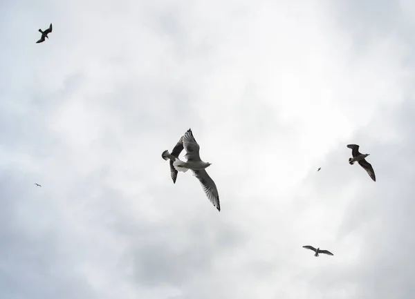 Gaivotas voando no céu — Fotografia de Stock