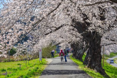 Kiraz çiçeği yolunda yürüyen insanlar 