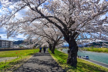 Kiraz çiçeği yolunda yürüyen insanlar 