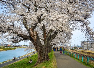 Kiraz çiçeği yolunda yürüyen insanlar 