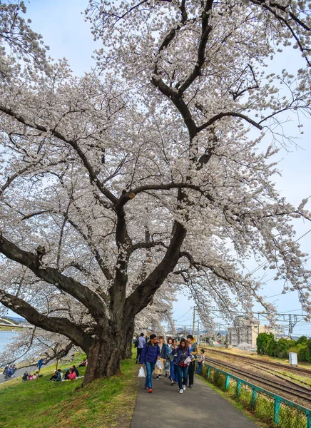 Люди ходять по вишневій розквітлій дорозі — стокове фото
