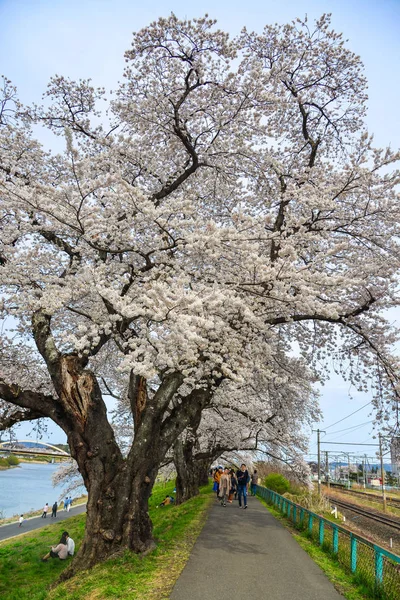 桜の道を歩く人たち — ストック写真