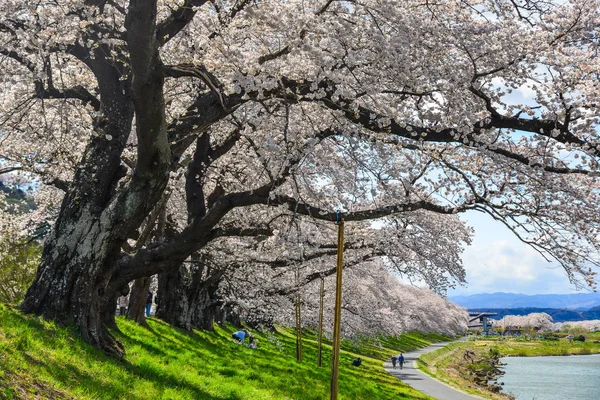仙台の桜 — ストック写真