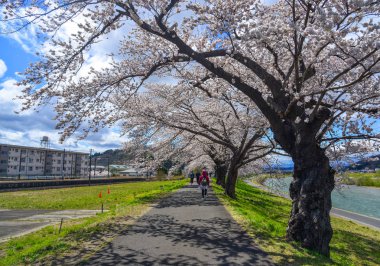 Kiraz çiçeği yolunda yürüyen insanlar 