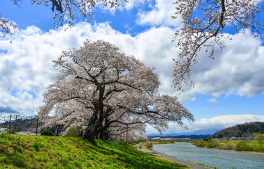 Sendai'de kiraz çiçeği, Japonya 