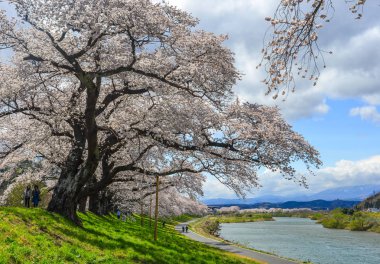 Sendai'de kiraz çiçeği, Japonya 