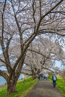 Kiraz çiçeği yolunda yürüyen insanlar 