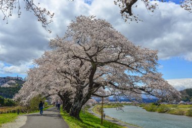 Sendai'de kiraz çiçeği, Japonya 
