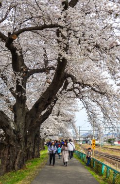 Kiraz çiçeği yolunda yürüyen insanlar 