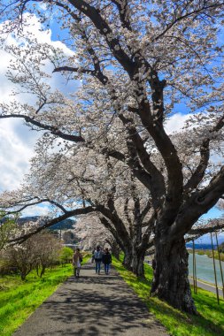 Kiraz çiçeği yolunda yürüyen insanlar 