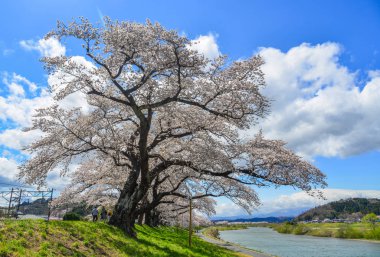 Sendai'de kiraz çiçeği, Japonya 
