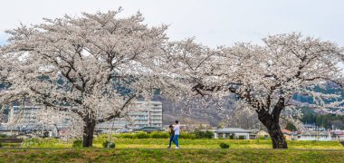 Sendai'de kiraz çiçeği, Japonya 