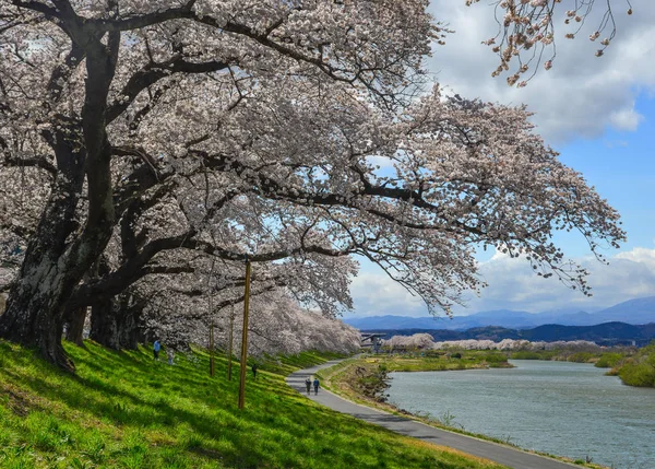 Cerejeira em Sendai, Japão — Fotografia de Stock