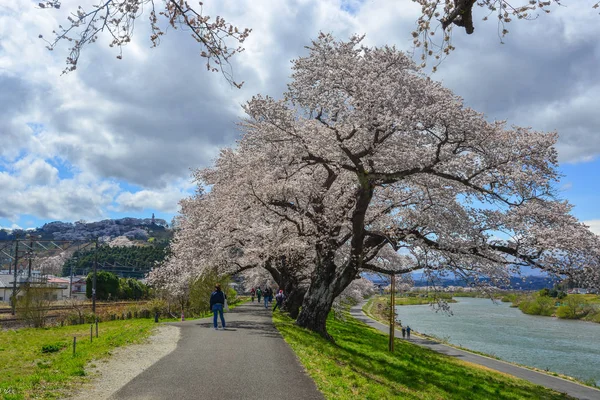 Цвітіння вишні в Сендай, Японія — стокове фото