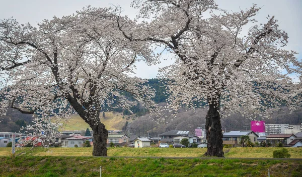 Kvetoucí třešeň v Sendai, Japonsko — Stock fotografie